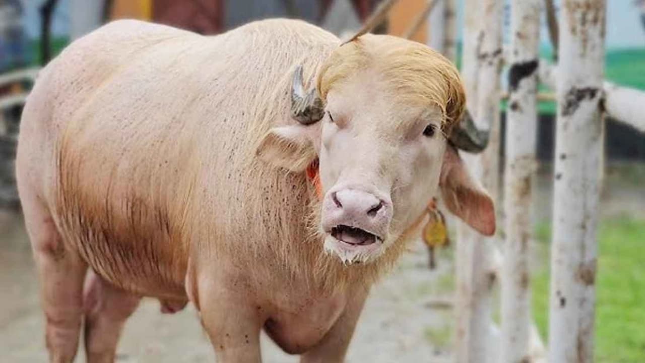 কোরবানির পশুর নাম ‘ডোনাল্ড ট্রাম্প’