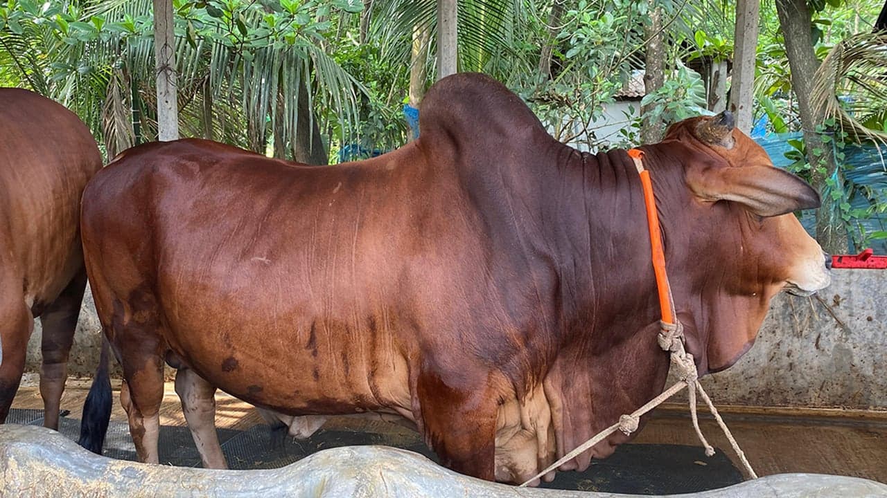 নোয়াখালীর হাট মাতাবে ২৫ মণের ‘রাজাবাবু’ ও ২৩ মণের ‘বাহাদুর’
