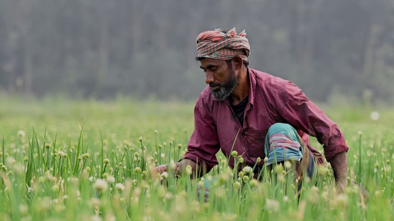 পেঁয়াজের দামে দেশে ক্রেতার চোখে পানি, ভারতে কাঁদছে বিক্রেতা