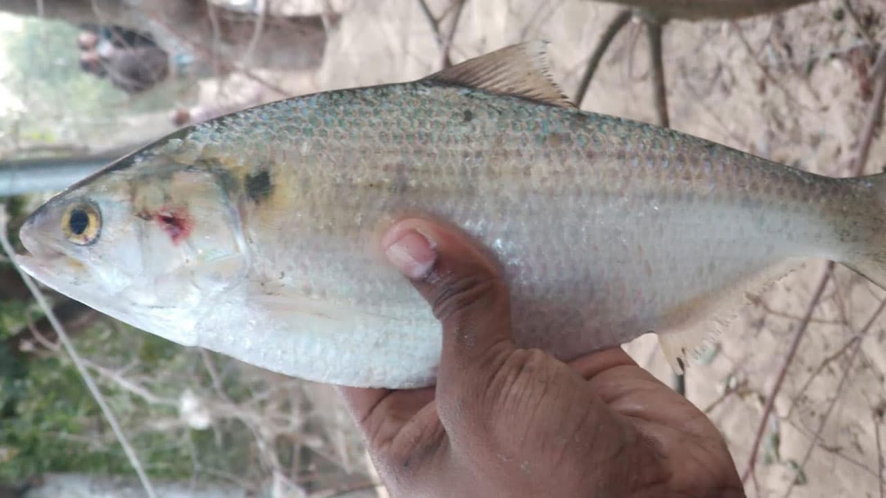 নোয়াখালীতে পুকুরে মিলল রুপালি ইলিশ