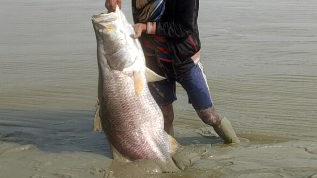 নদীর তীরে কাদার মধ্যে মিলল ২৩ কেজির কোরাল