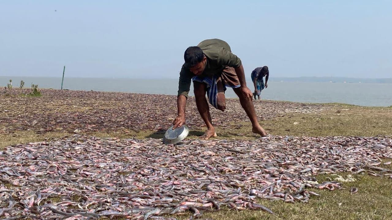 সংরক্ষণাগার ও পরিবহন সংকটে হাতিয়ার সম্ভাবনাময় চেউয়া শুঁটকি শিল্প