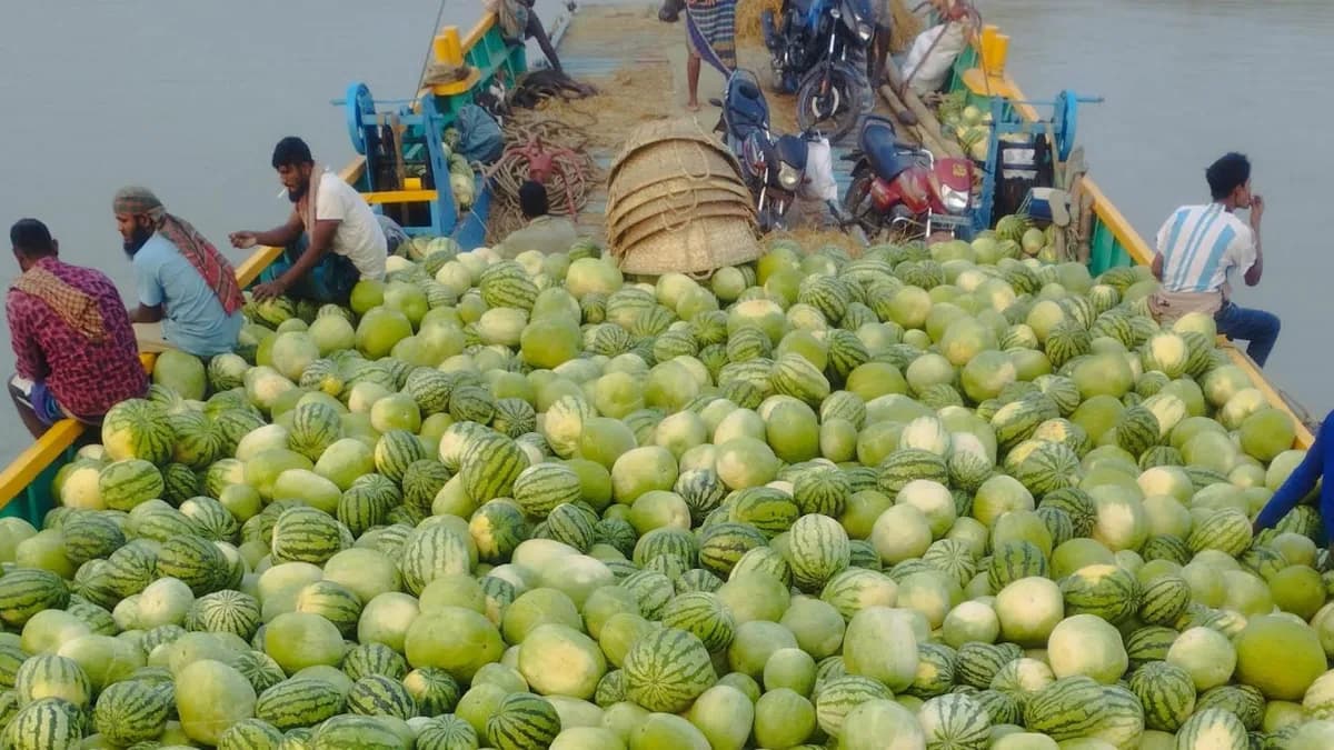 সুবর্ণচরের চরাঞ্চলে তরমুজে ৫০০ কোটি টাকা বাণিজ্যের সম্ভাবনা